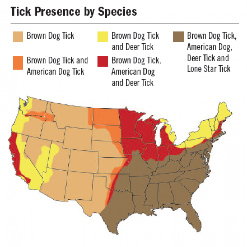 Tips To Keep The Ticks Away